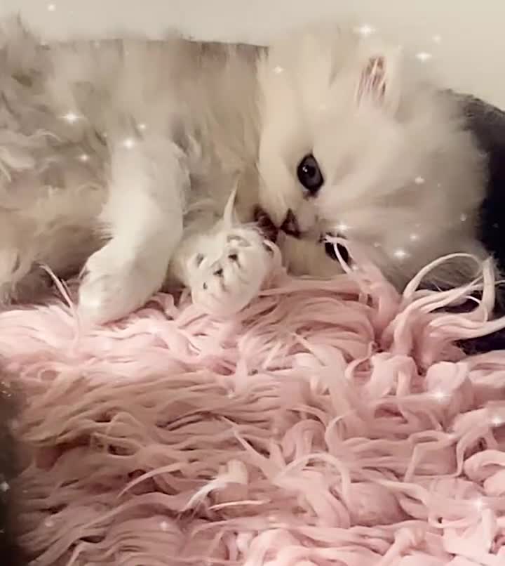 Persian cats for sale: TICA Reg Silver Persian Chinchilla Kittens  - Video 1