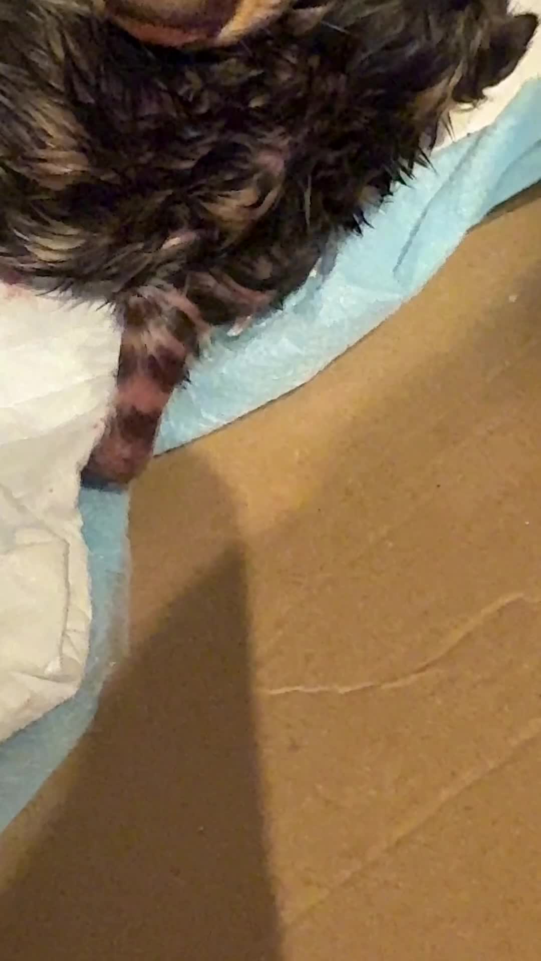 Bengal cats for sale: Bengal kitten £200 - Video 1