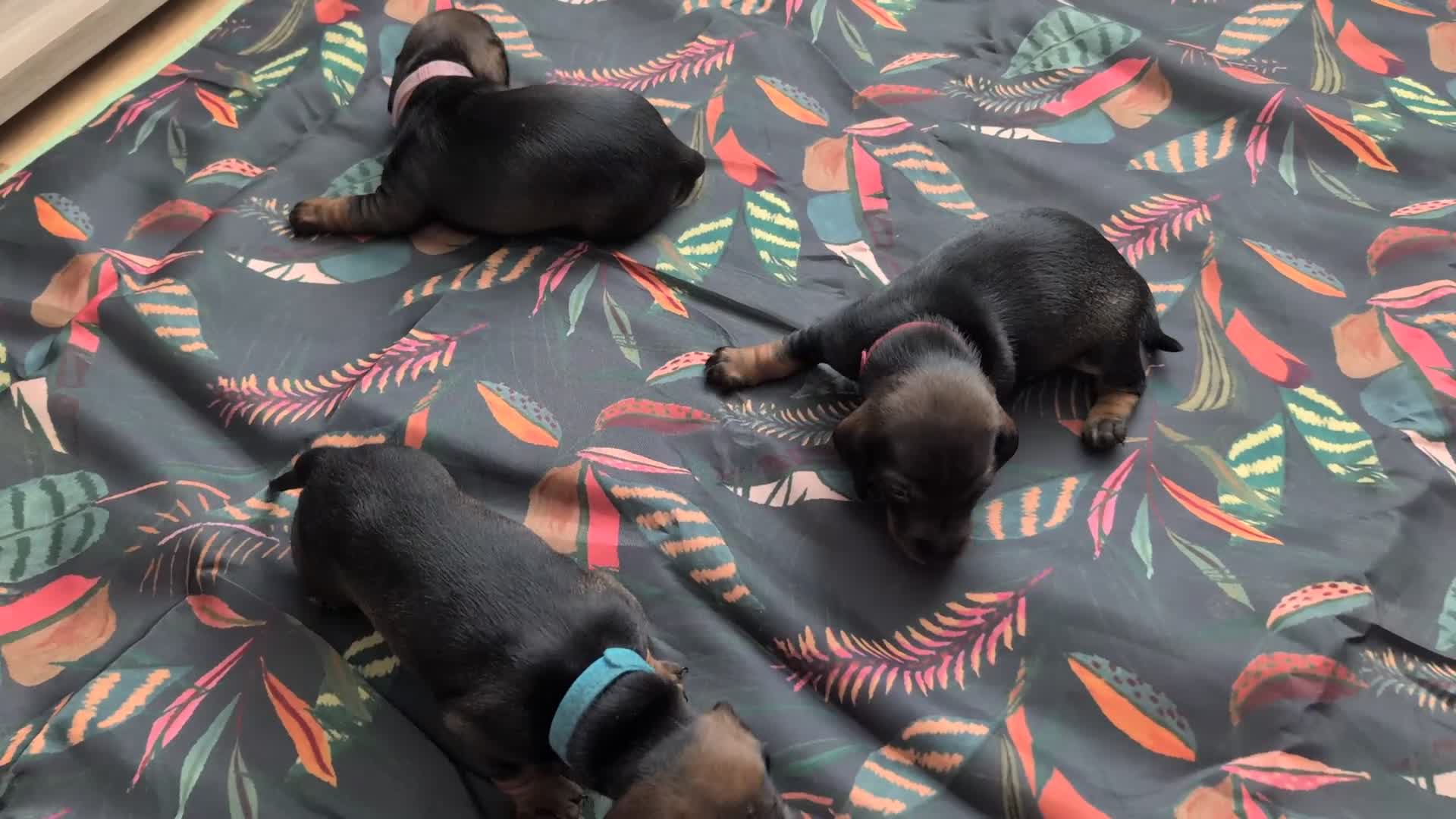 Dachshund dogs for sale: Dachshund Puppies  - Video 5