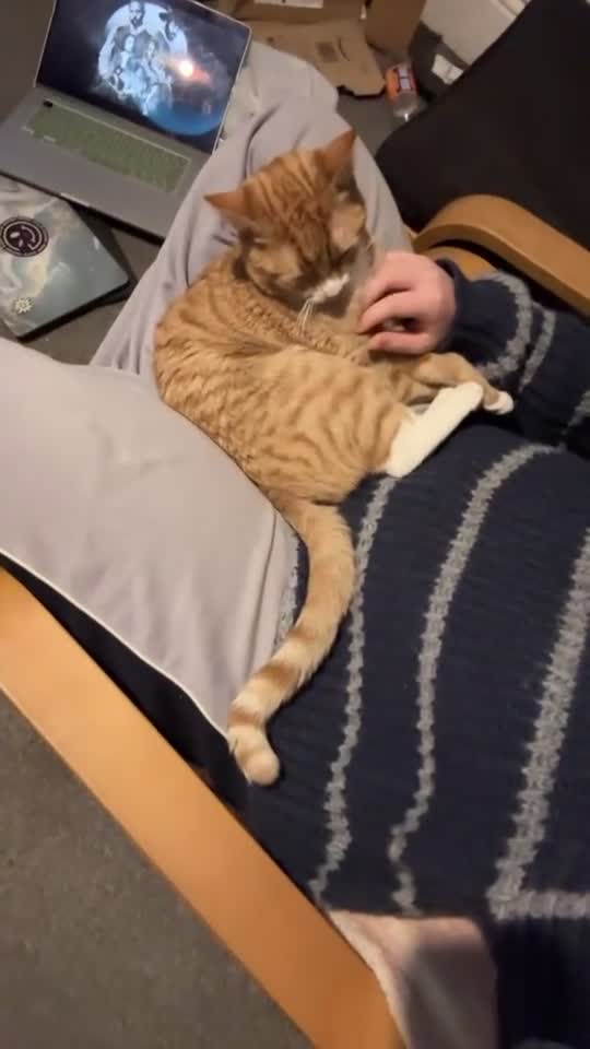 Mixed Breed cats for sale: 10 month orange tabby - Video 1