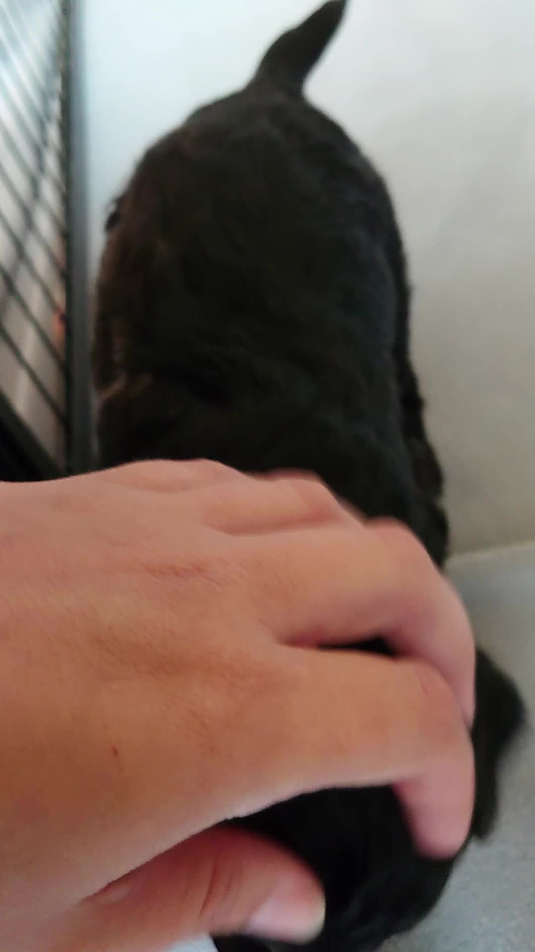 Sheepadoodle dogs for sale: *2 GIRLS LEFT* F1 DNA tested sheepadoodles  - Video 2