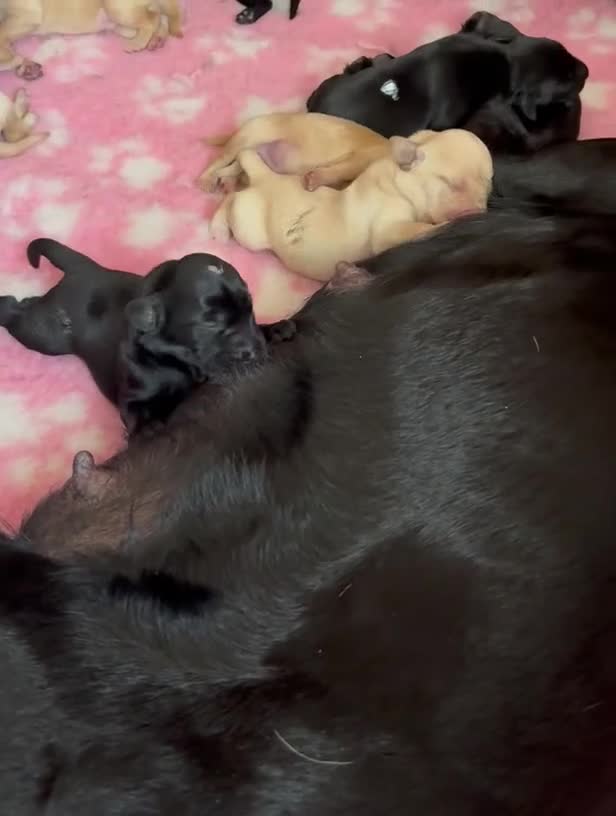 Labrador Retriever dogs for sale: Ftch sired Labrador puppies  - Video 1