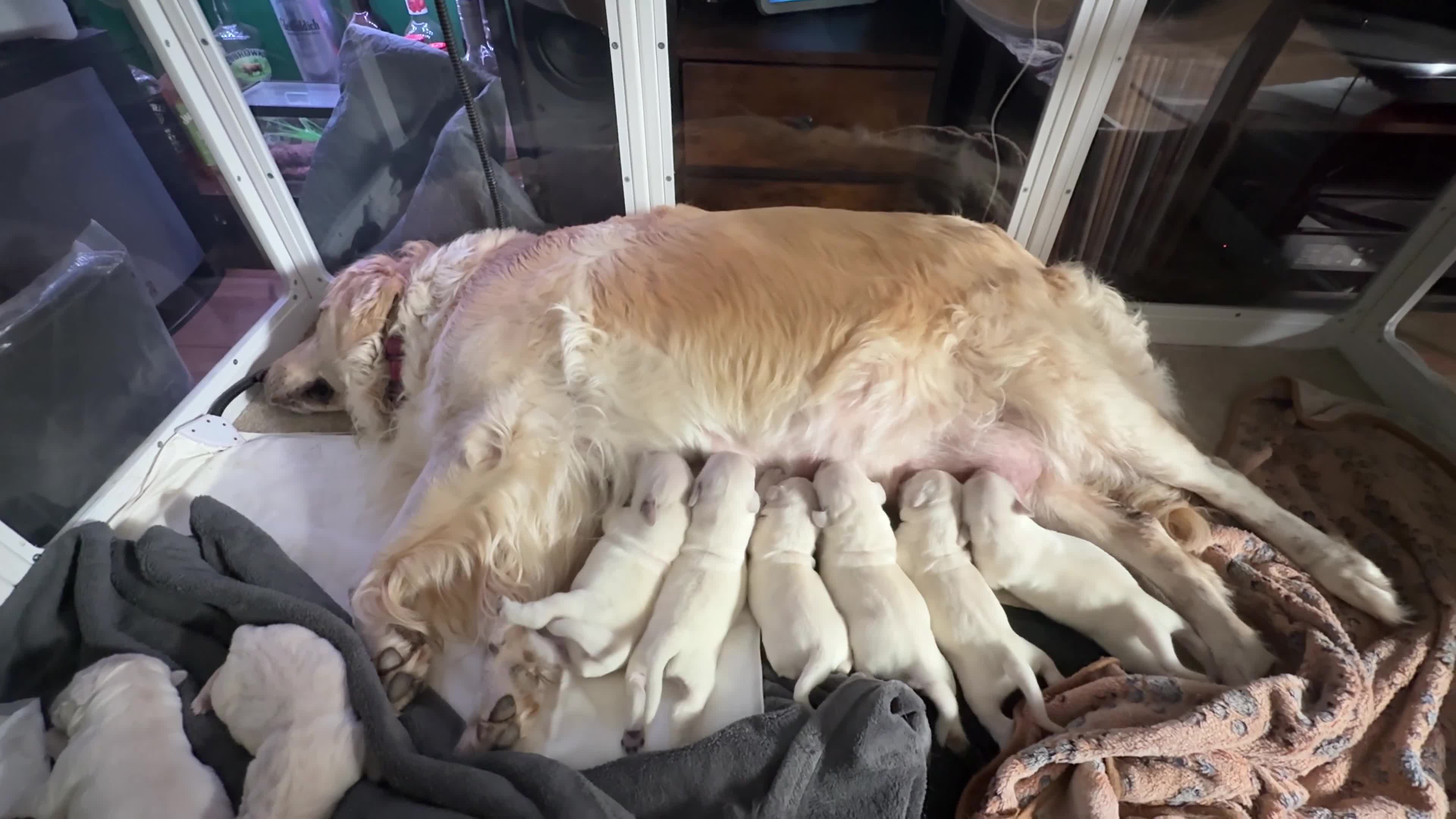 Golden Retriever dogs for sale: Gorgeous Golden Retriever Puppies For Sale - Video 1