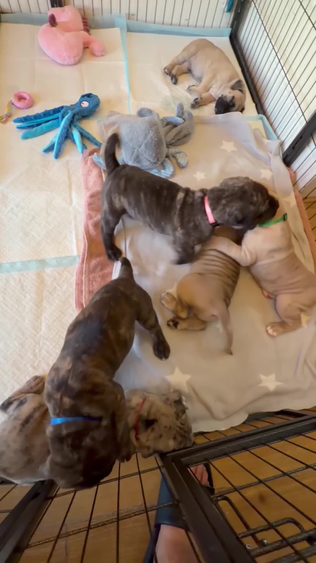 Cane Corso dogs for sale: Merle chunky Cane Corso X Bandogge puppies  - Video 3