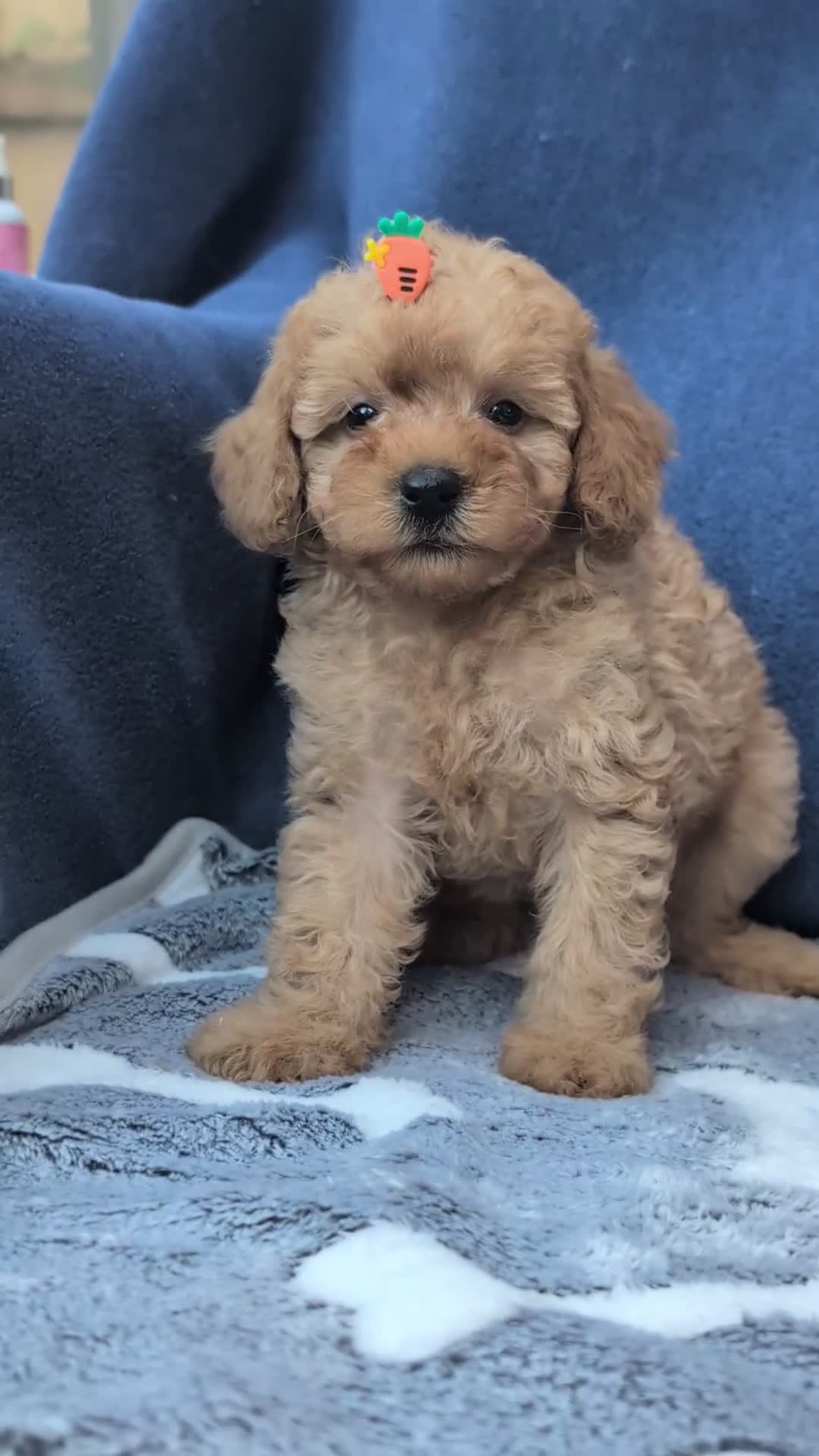 Maltipoo dogs for sale: Tiny Toy Red Maltipoo Puppies  - Video 3