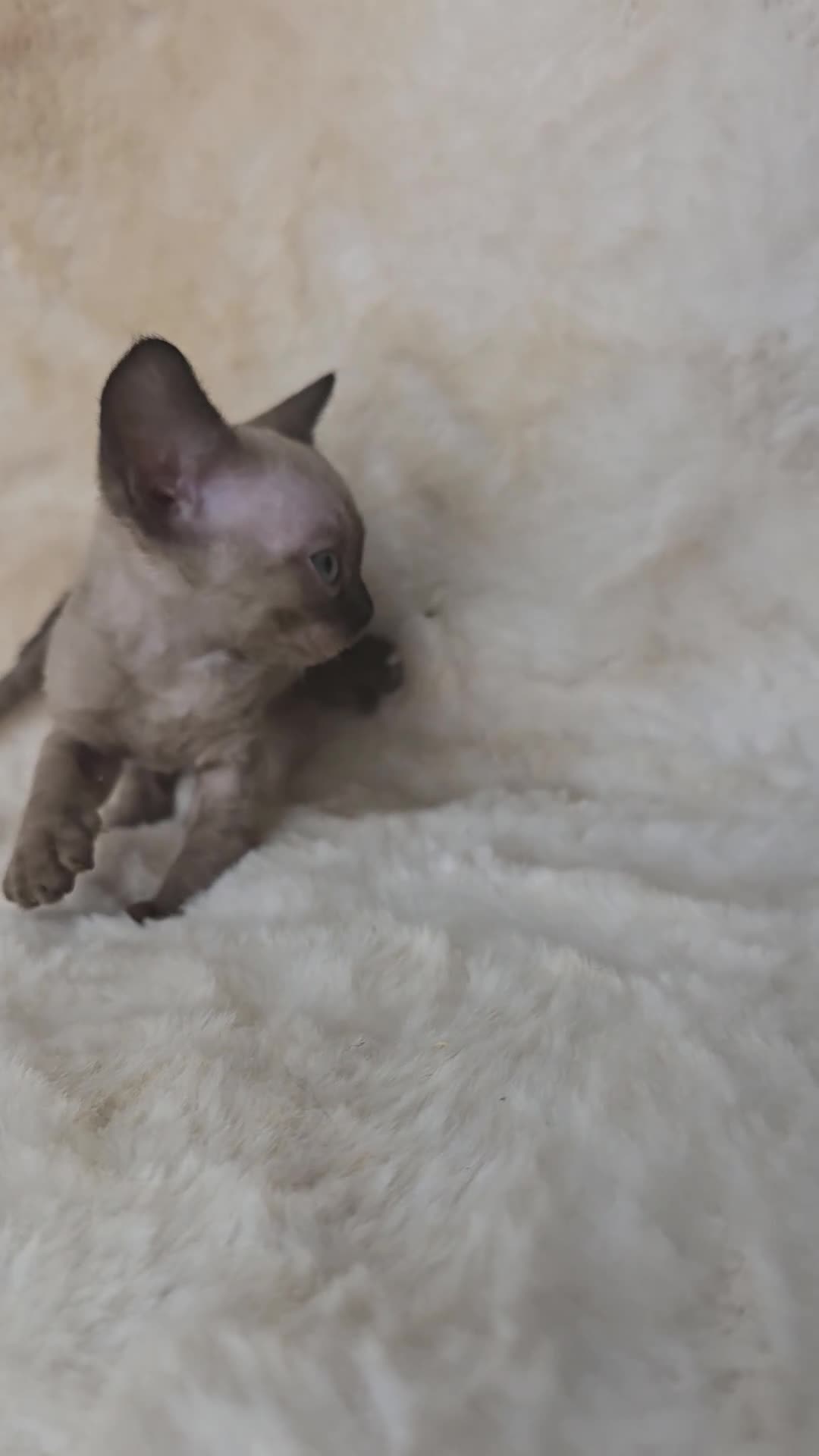Devon Rex cats for sale: Devon Rex. 3 girls bominant blue eyes. All guts  - Video 1