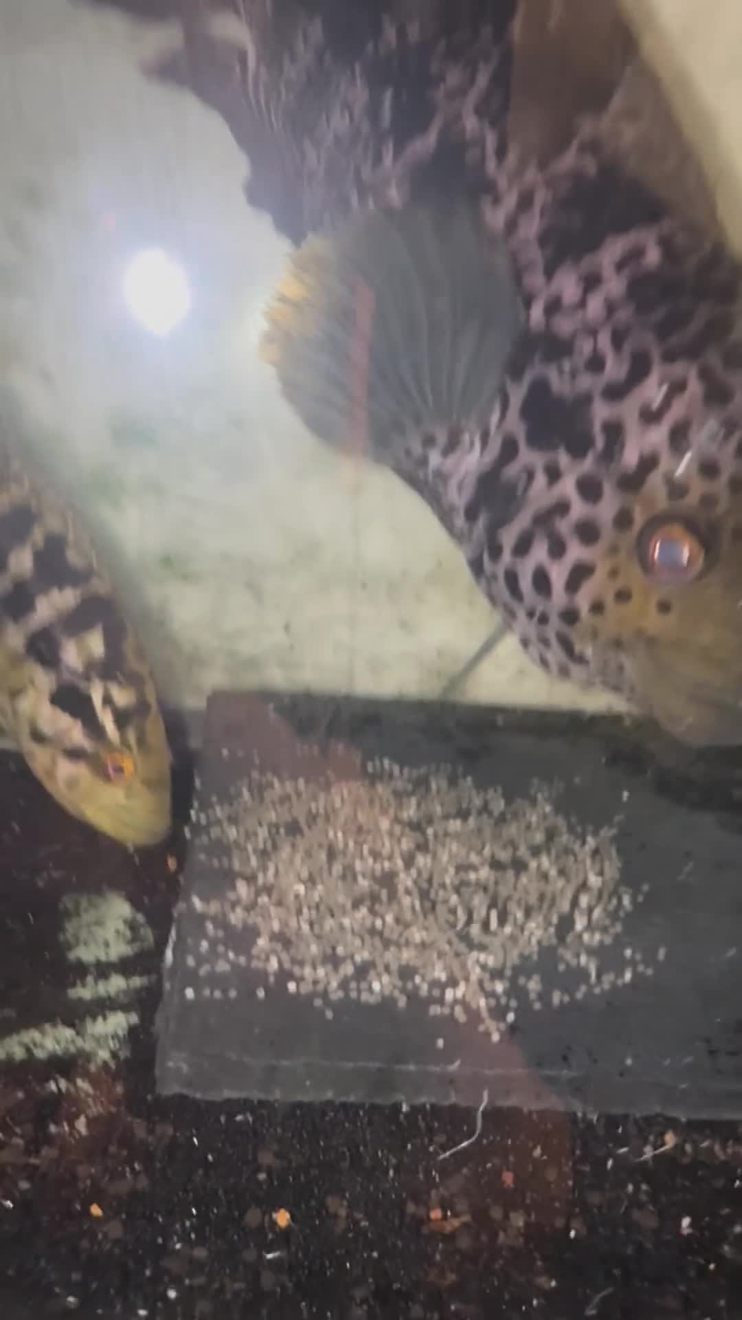 Cichlids fish for sale: 12 inch male jaguar cichlid  - Video 2