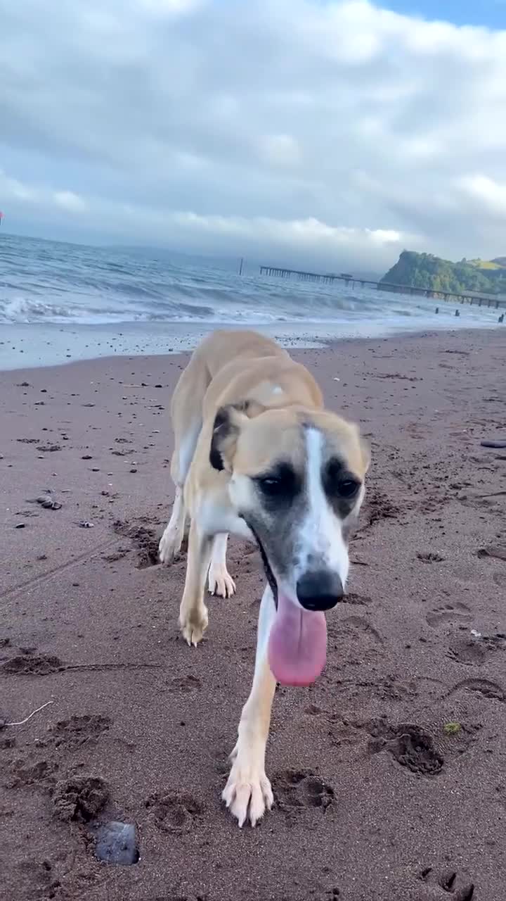 Mixed Breed dogs for sale: Female lurcher x - Video 1