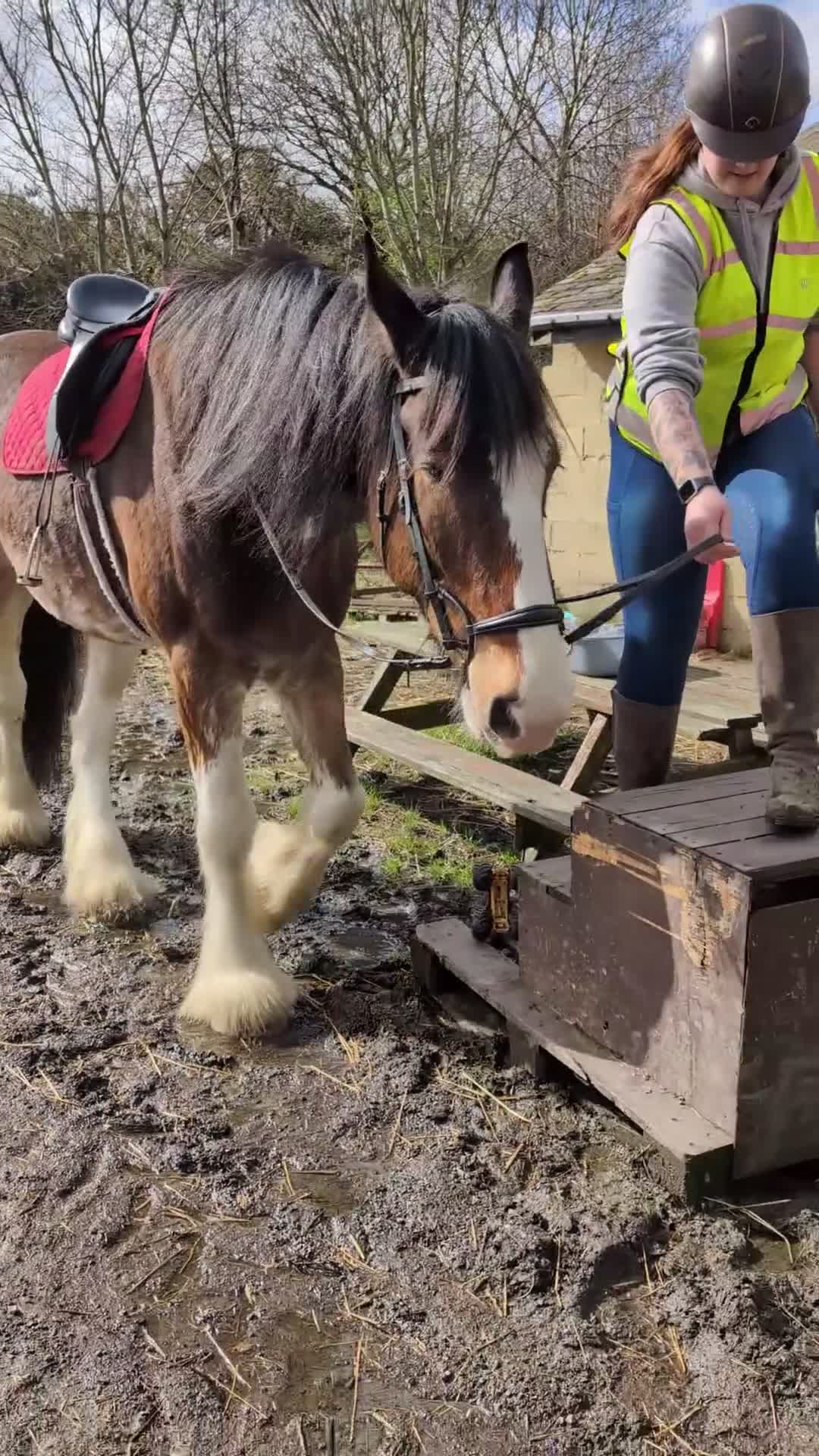 Shire horses for sale: Bruno 18.3 registered shire gelding  - Video 2