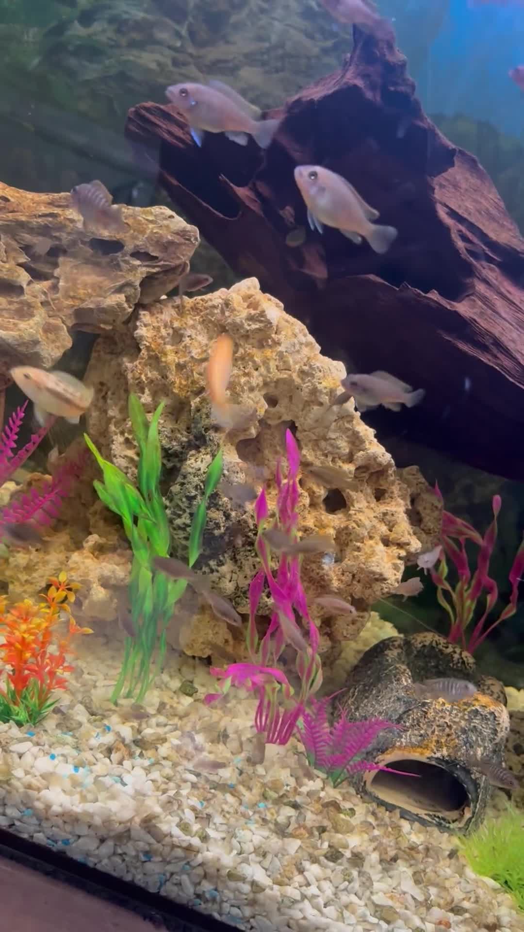 Cichlids fish for sale: Baby chichlids in Wellingborough - Video 1
