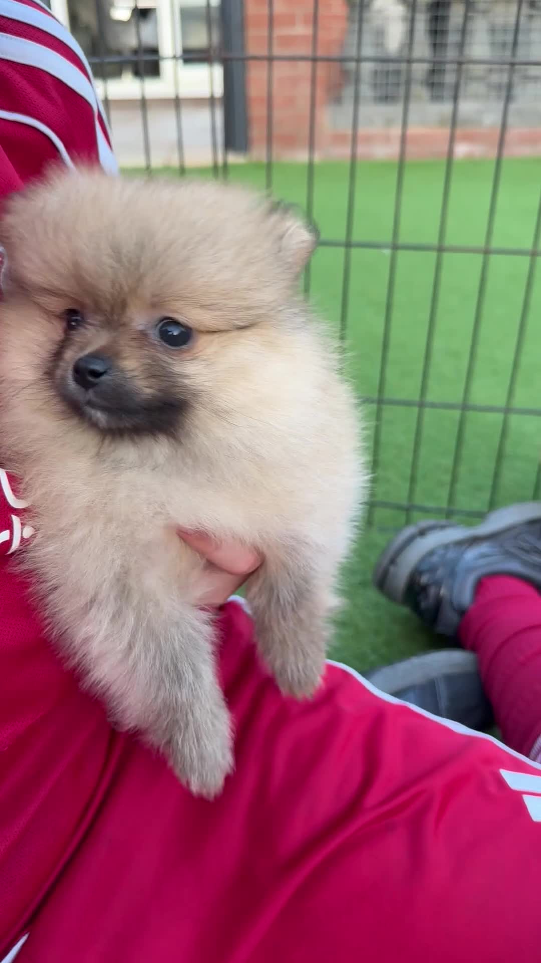 Pomeranian dogs for sale:  **  Pomeranian puppy’s ready to leave  in Liverpool - Video 4