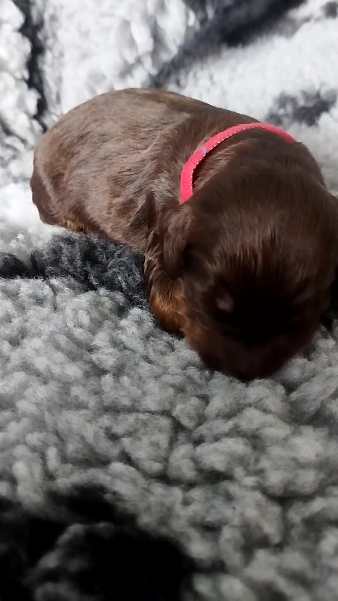 Cockapoo dogs for sale: Chocolate drops - Video 5