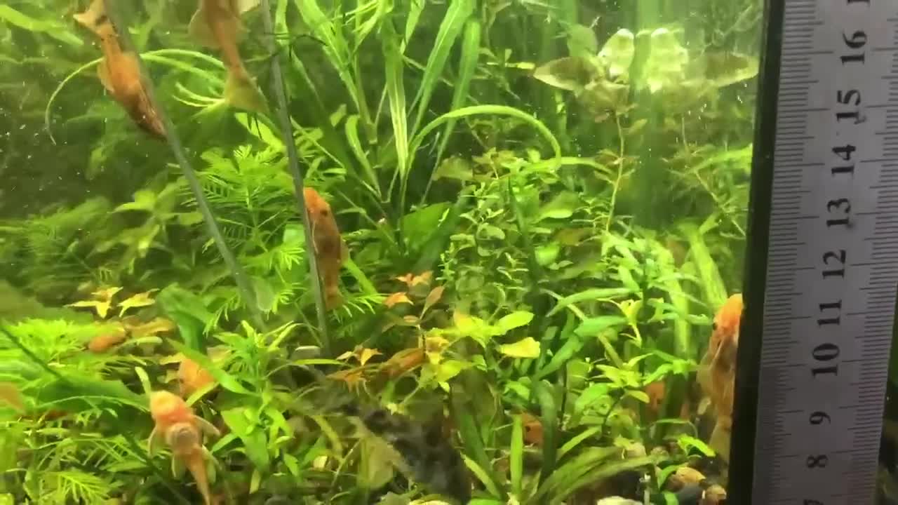 Catfish fish for sale: Various species of Ancistrus.Juveniles and adults. - Video 1