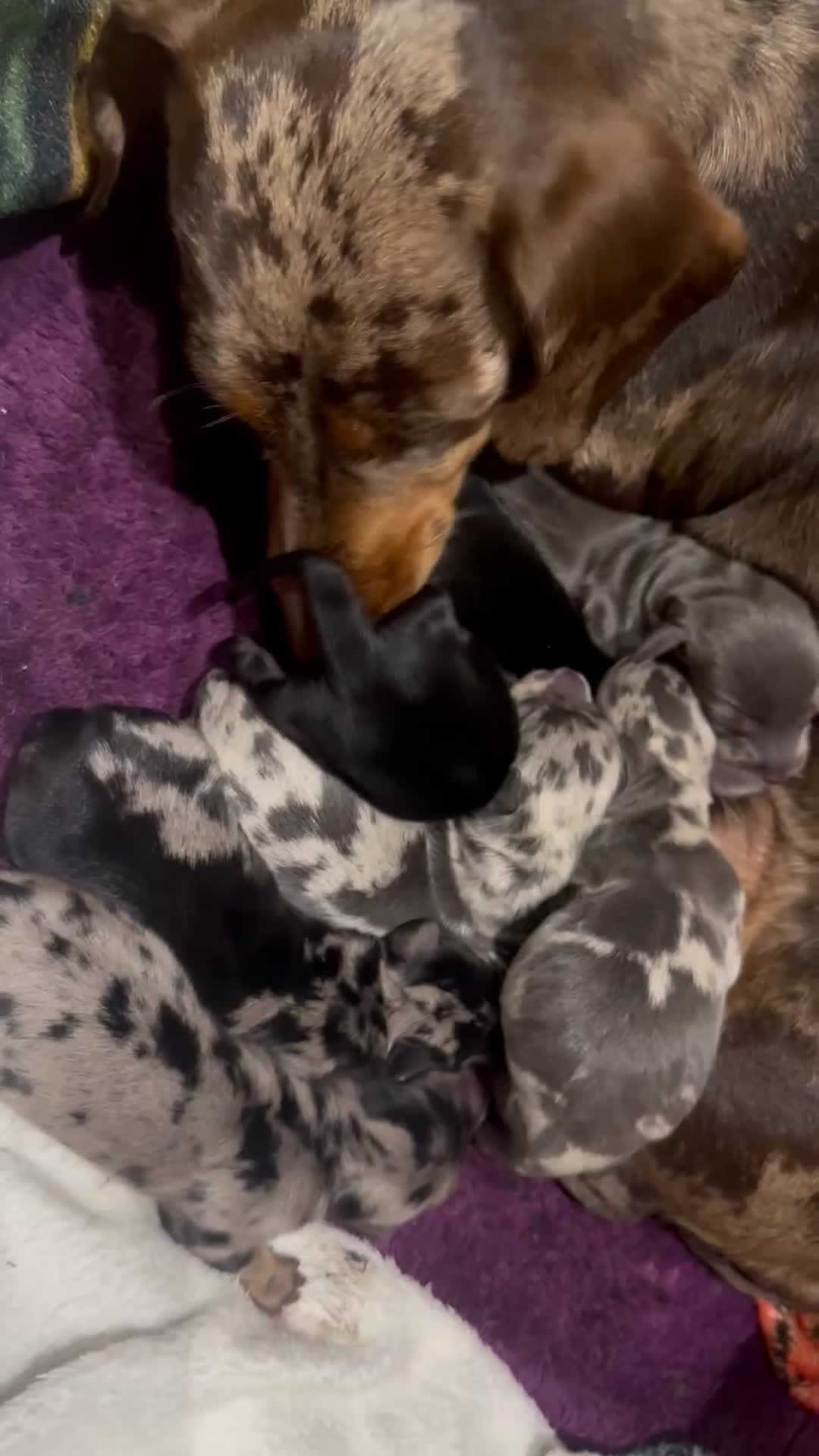 Miniature Dachshund dogs for sale: Gorgeous minature dachshund 4 boys 3 girls in Cheltenham - Video 1