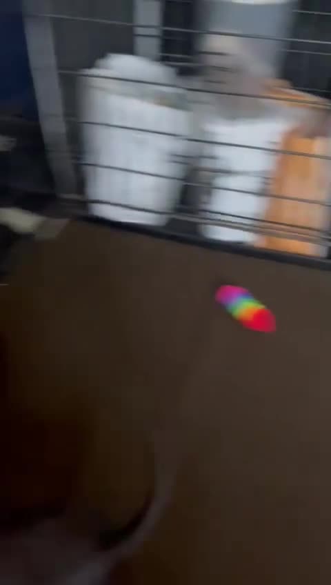 Chinese Crested dogs for sale: Kind home for Mini Chinese Crested Boy - Video 1