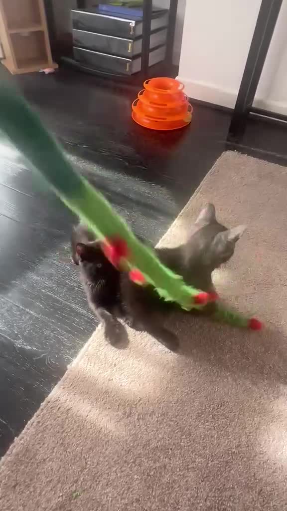 Mixed Breed cats for sale: 3 Healthy Playful Kittens Looking for Loving Homes - Video 1