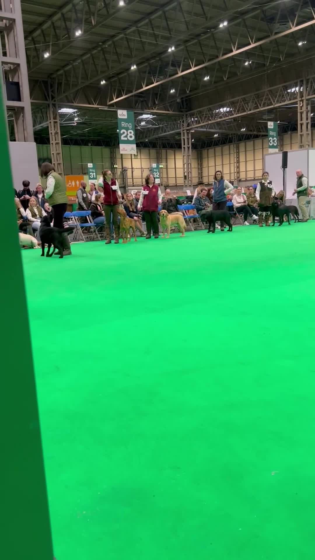 Labrador Retriever dogs for stud: Working Fox Red Labrador Retriever for stud   in Newark - Video 3