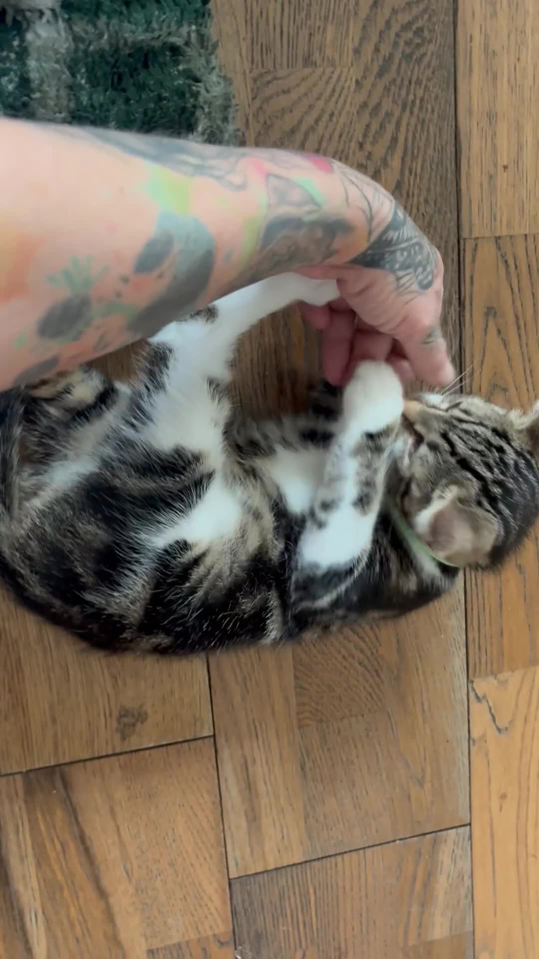 Mixed Breed cats for sale: Beautiful mixed breed kittens  - Video 1
