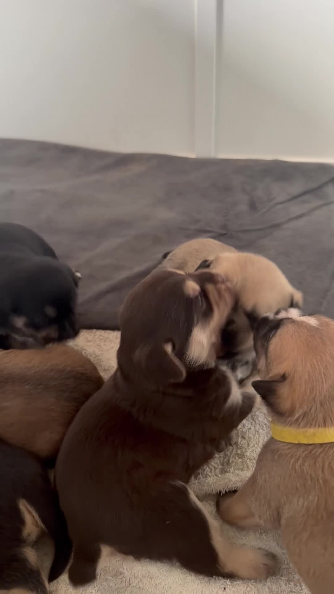 Mixed Breed dogs for sale: Shih-boodle - Video 4