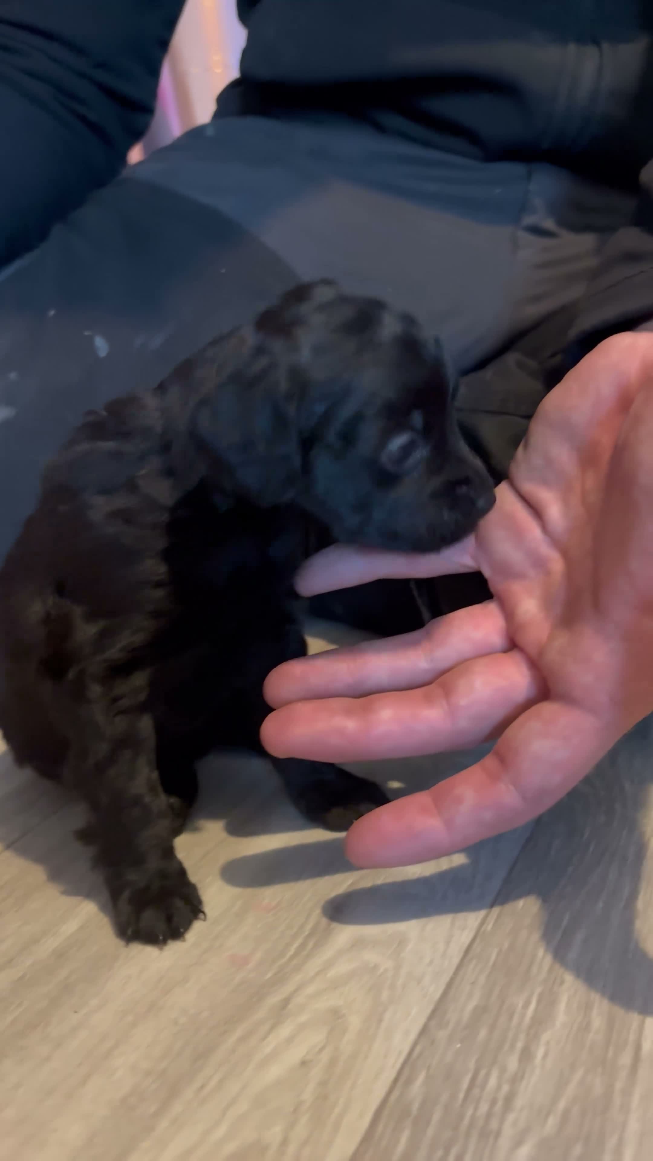 Cockapoo dogs for sale: Cockapoo pups - Video 2