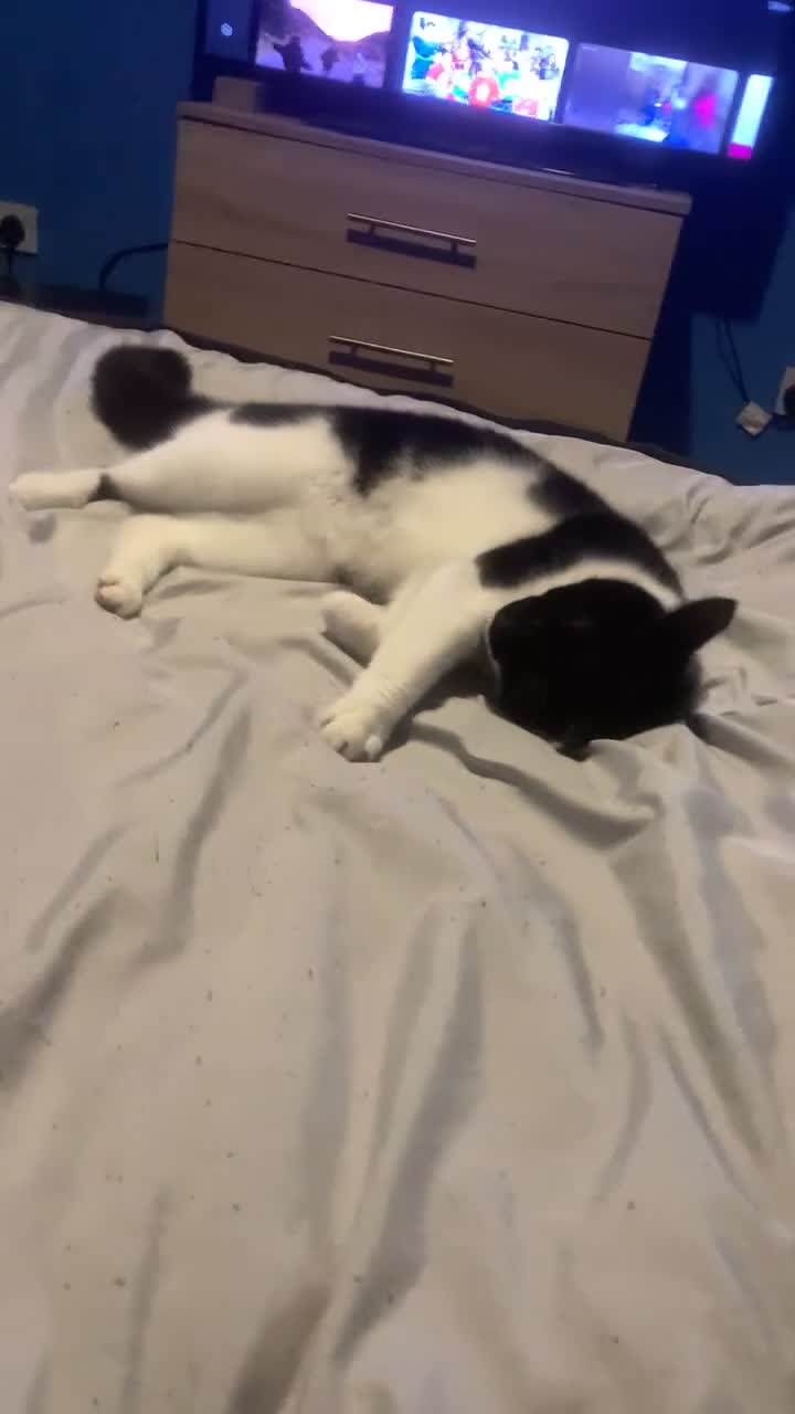 Mixed Breed cats for sale: Luna and Otis  in Flint - Video 3