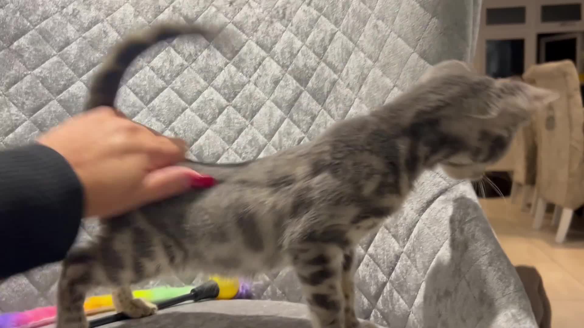 Bengal cats for sale: Adorable Female Blue Bengal Kitten TICA REG - Video 3