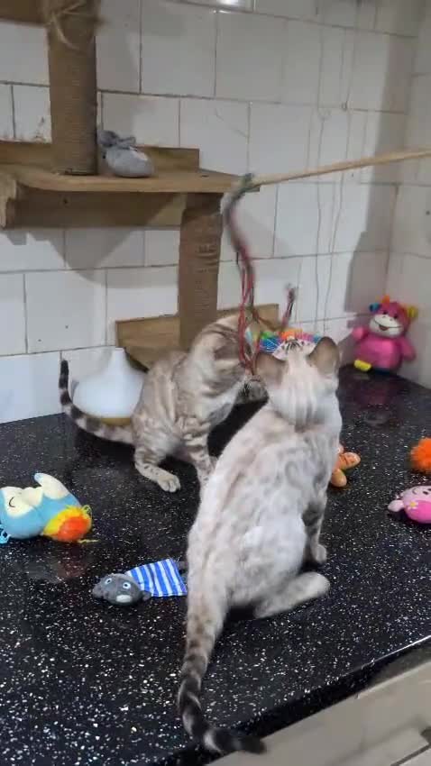 Bengal cats for sale: 🔥✨Pedigree TICA-Registered Bengals - Video 3