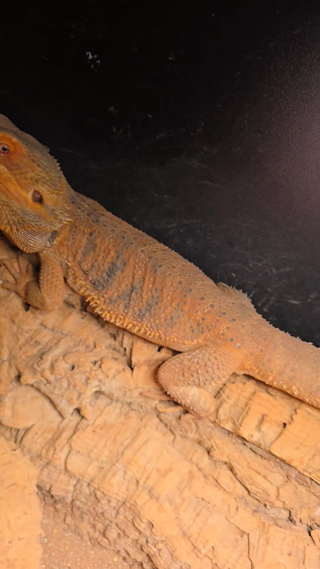 Bearded Dragon reptiles for sale: Bearded Dragon with Viv & Accessories  - Video 2