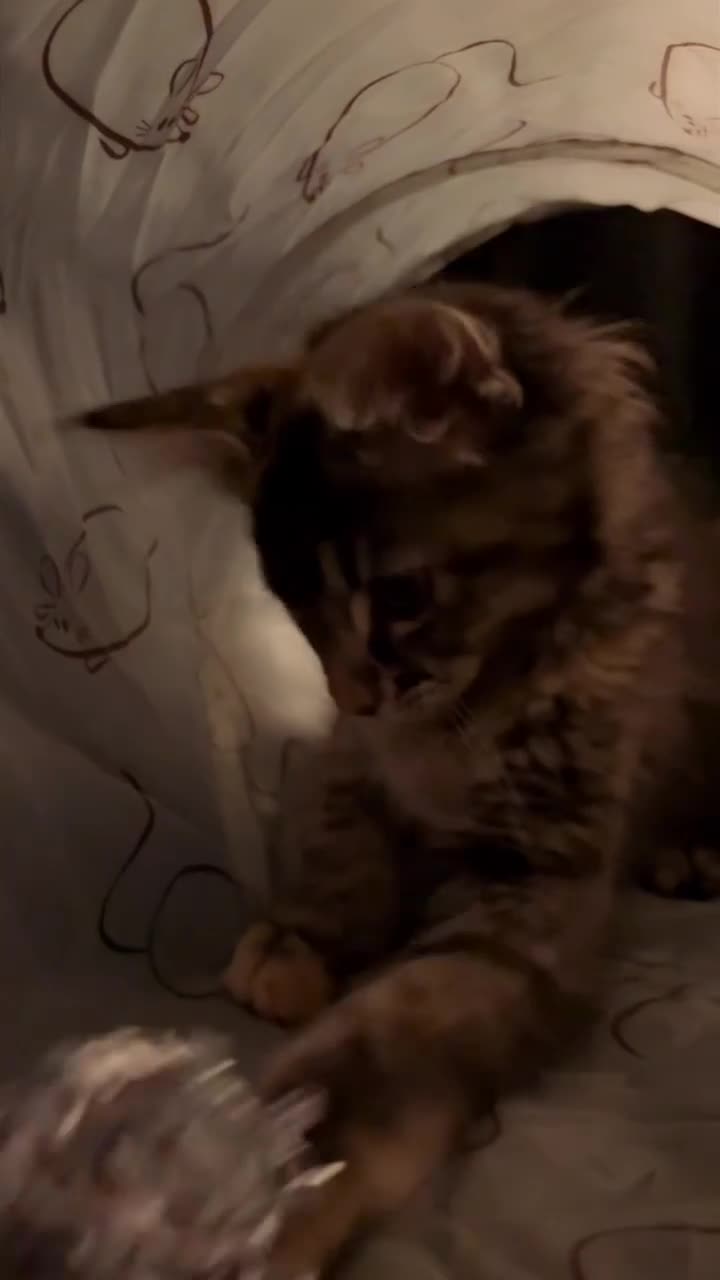 Maine Coon cats for sale: Maine kitten kitten 12 weeks in Tamworth - Video 1