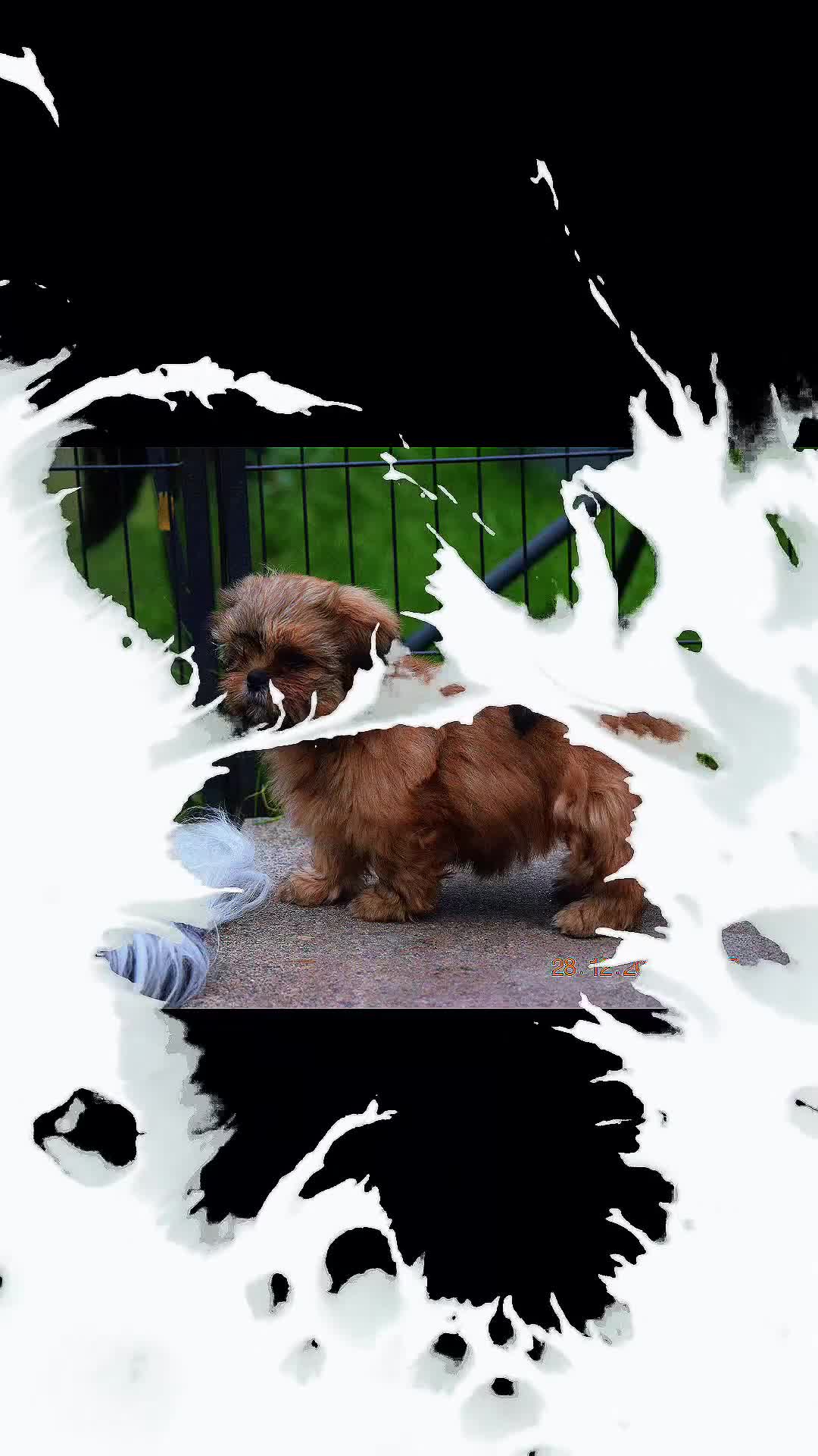 Shih Tzu dogs for sale: SHIH TZU STANDARD - PURE BREED  - Video 2