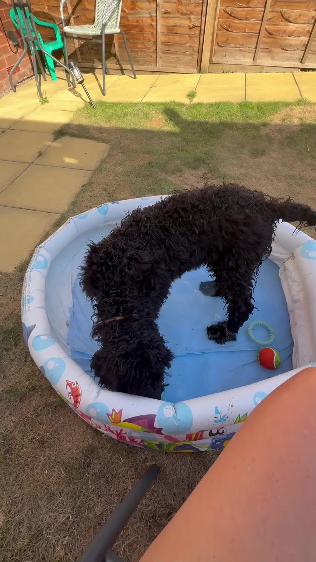 Cockapoo dogs for sale: 4 1/2 month cockapoo looking for his forever home - Video 4