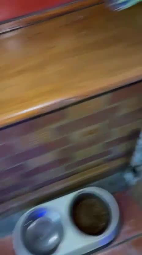 Pomeranian dogs for sale: Fluff balls so cute active pom pups - Video 3