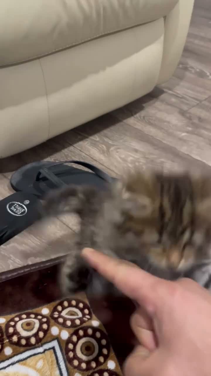Norwegian Forest Cat cats for sale: Stunningly Adorable Norwegian Forest x Ragdoll  - Video 3