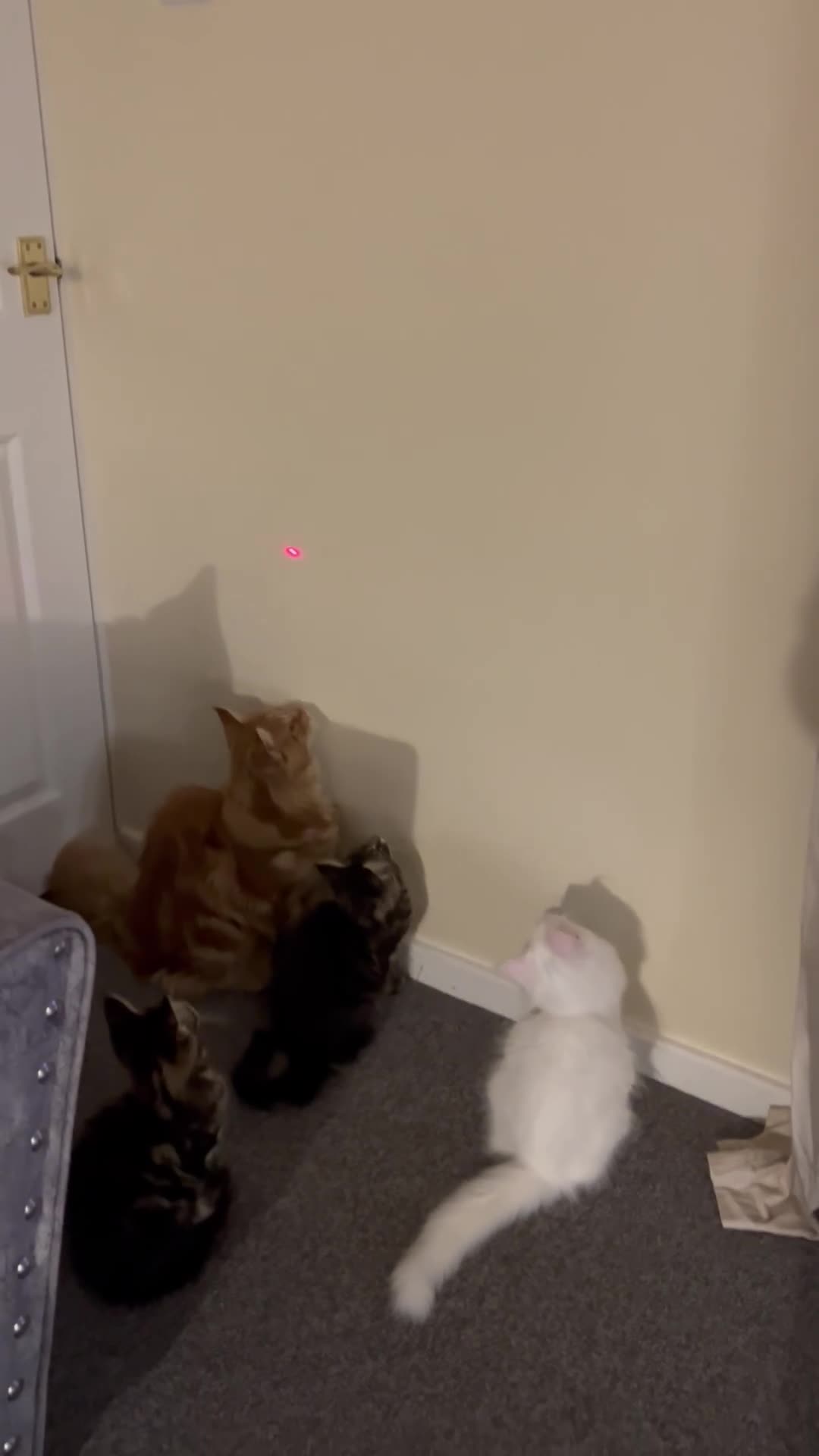 Maine Coon cats for sale: Maine coon kittens looking for new homes - Video 3
