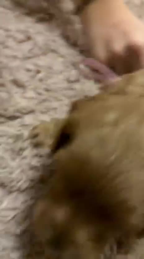 Cavapoo dogs for sale: Gorgeous Cavapoo Girl looking for loving home - Video 1