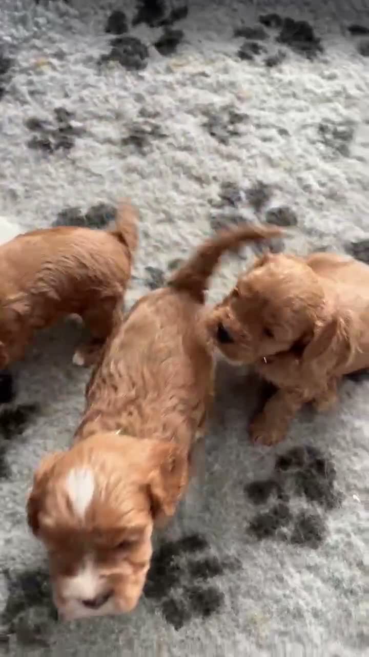 Cavapoo dogs for sale: PERFECT HEALTH TESTED F1 CAVAPOO PUPPIES - Video 1