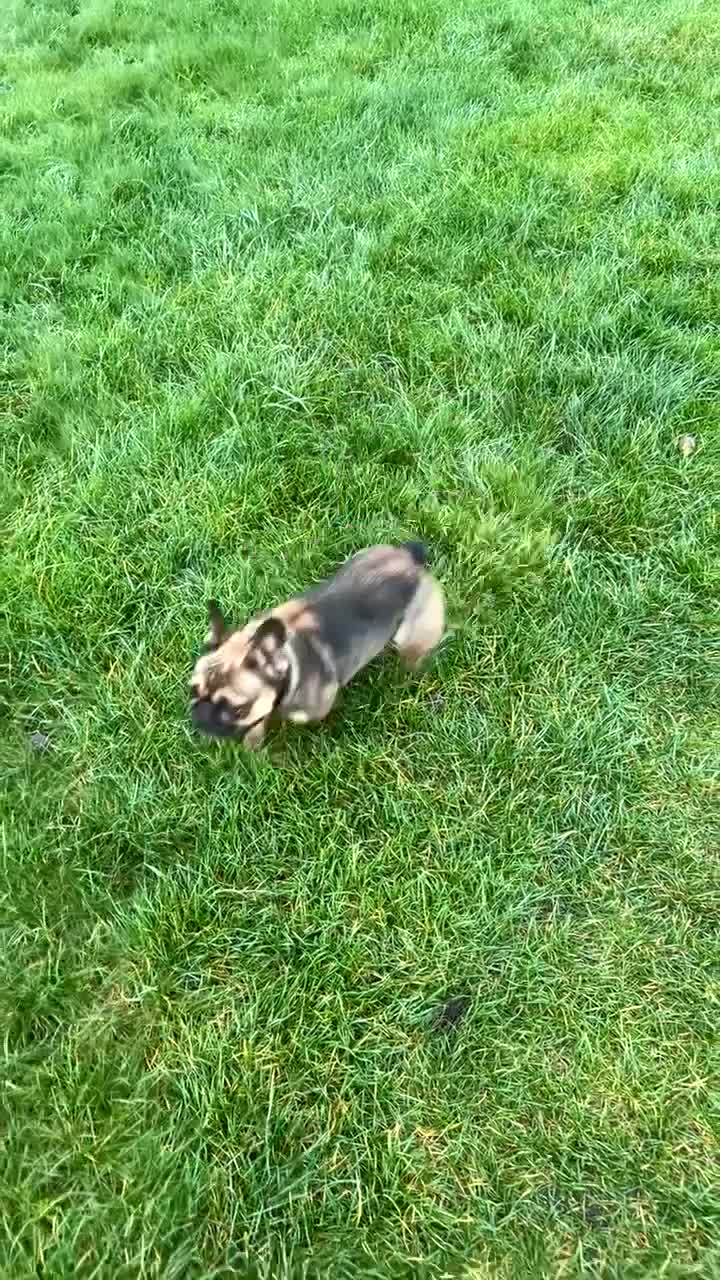 French Bulldog dogs for sale: French bulldog  - Video 1