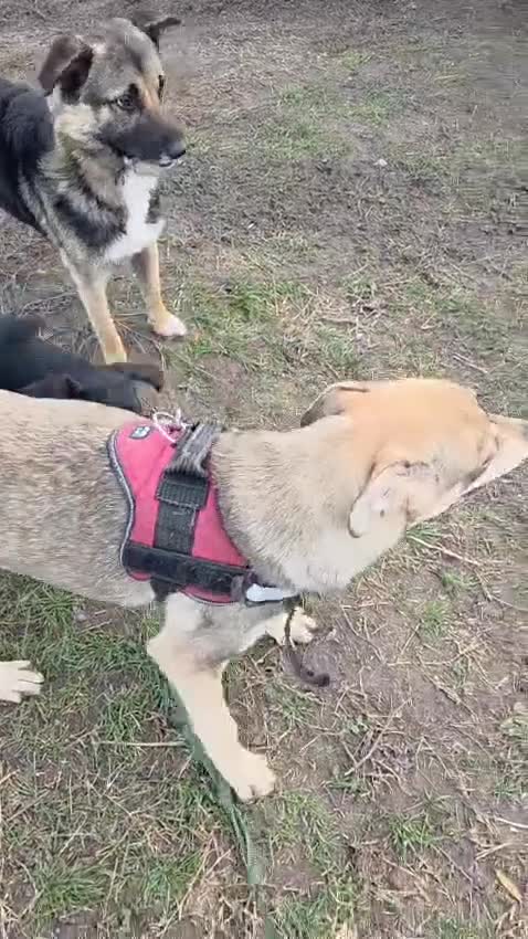 Mixed Breed dogs for adoption: 🐾DALIDA, Grace, Strength & a Heart Full of Love💛 - Video 2