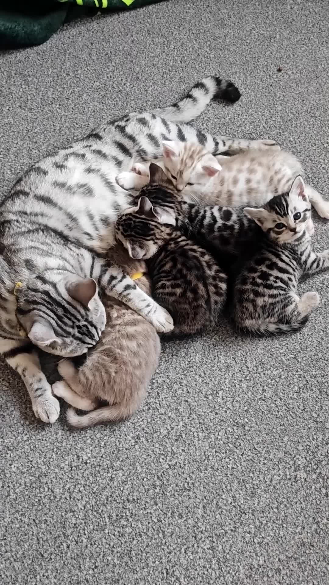 Mixed Breed cats for sale: Bengal mix  - Video 1