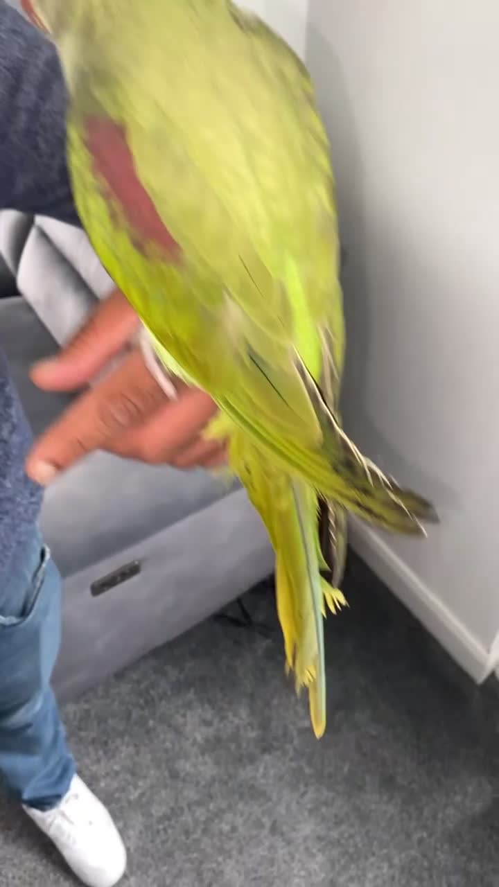 Parakeets birds for sale: Alexandrine parrot for sale HAND TAMED  - Video 1