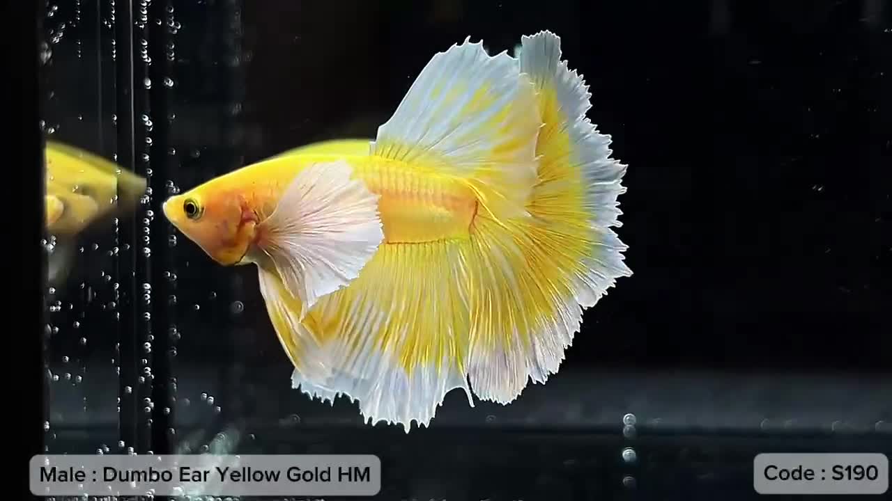 Bettas fish for sale: Rambo yellow gold HM  - Video 1