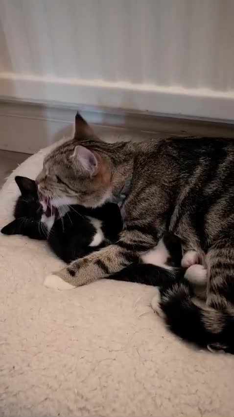 European cats for sale: 4 beautiful kittens for sale - Video 2