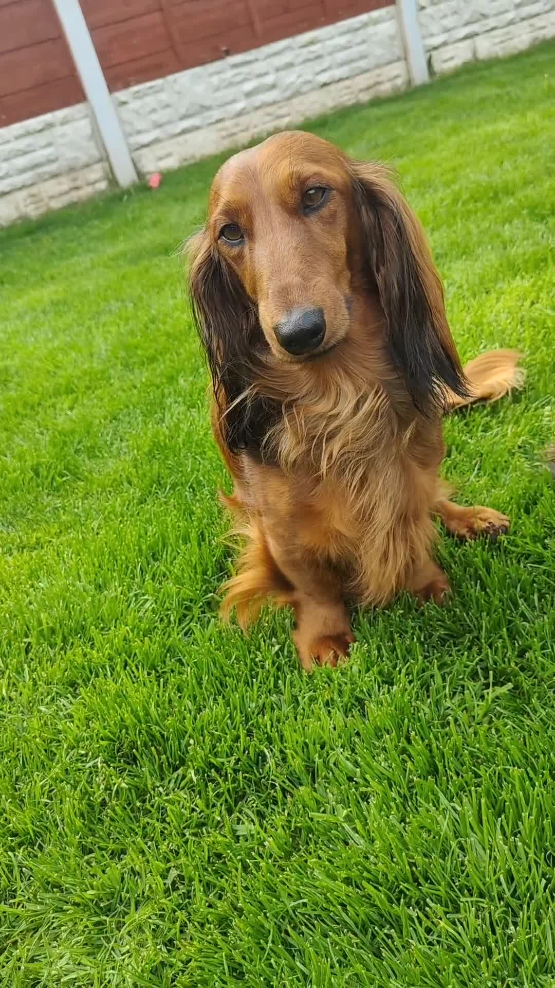Dachshund dogs for sale: Red long-haired standard dachshund puppies - Video 1
