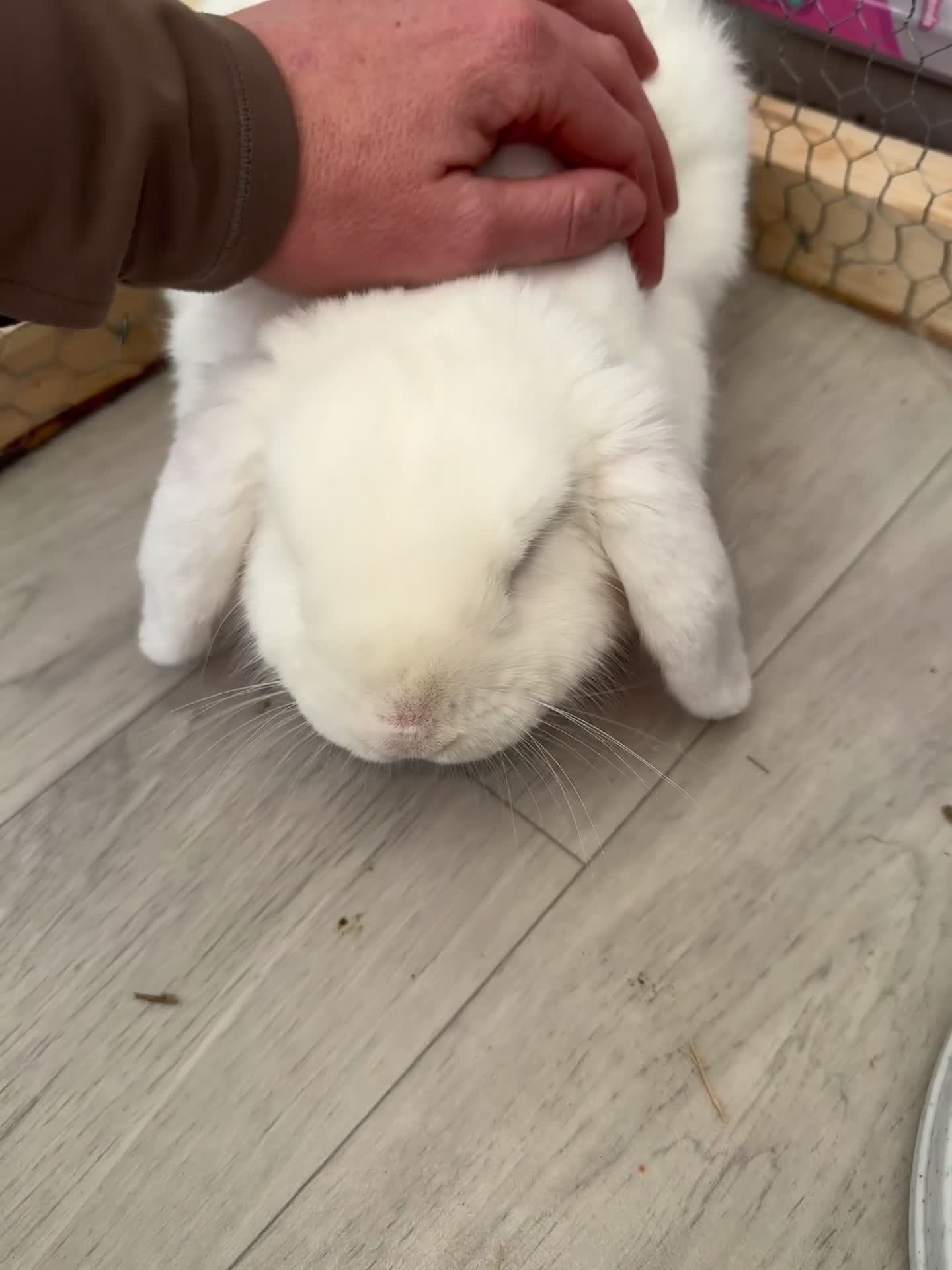 Mini Lop rabbits for sale: White male mini lop in Wickford - Video 1