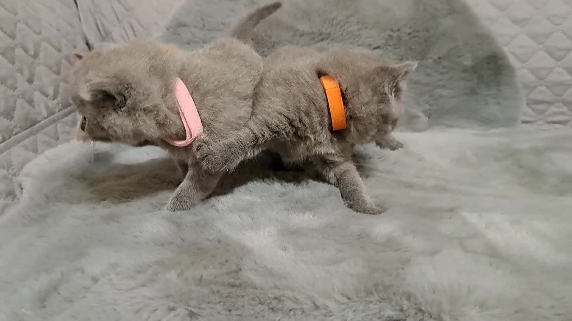 British Shorthair cats for sale: BRITISH SHORTHAIR BLUE and LILAC are AVAILABLE  - Video 3