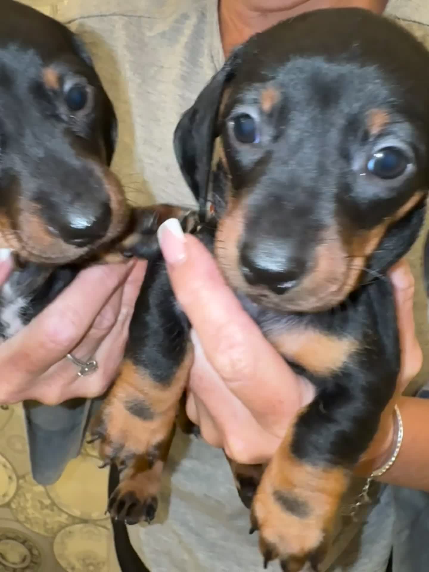 Dachshund dogs for sale: Dachshund Puppies  - Video 2