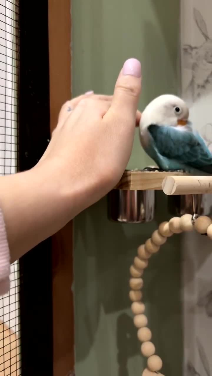 Lovebirds birds for sale: Agapornis Fischer Female Blue Opaline Love Bird in High Wycombe - Video 1