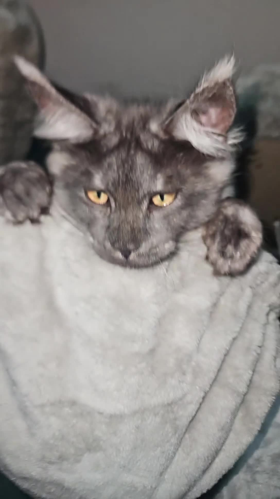 Maine Coon cats for sale: Purebred mainecoon - Video 2