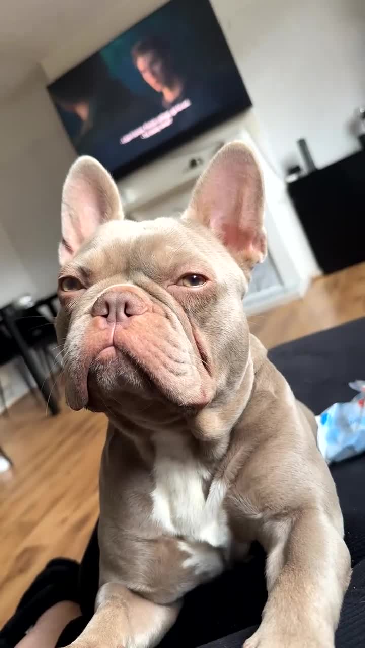 French Bulldog dogs for sale: 3 year old male French bulldog - Video 2