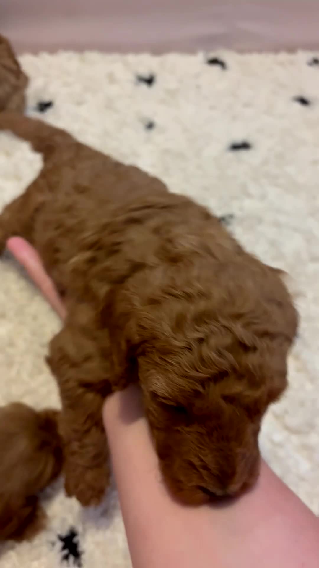 Mini Goldendoodle dogs for sale: Mini Goldendoodle pups - Video 1
